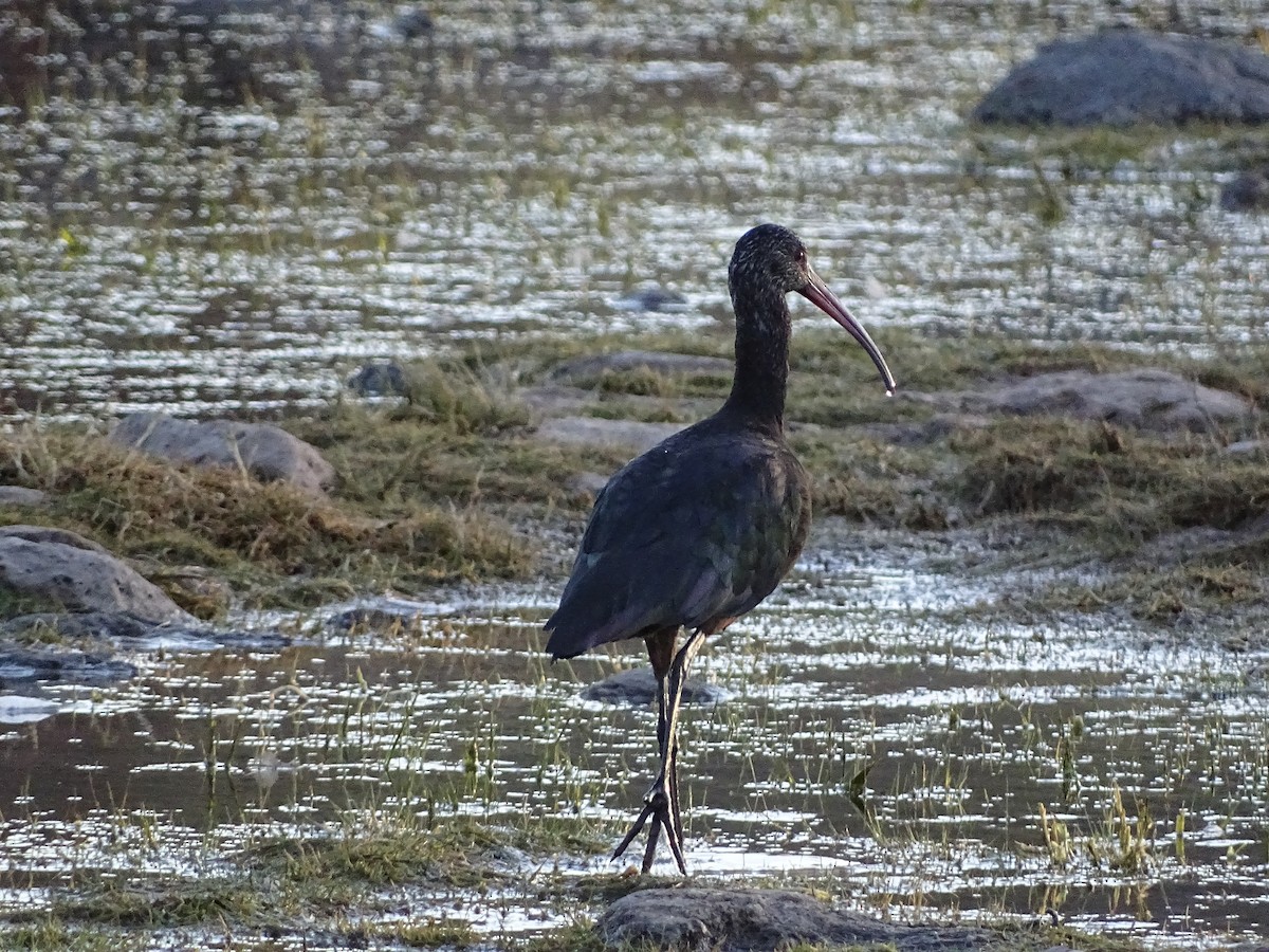 Ibis de Ridgway - ML642491795