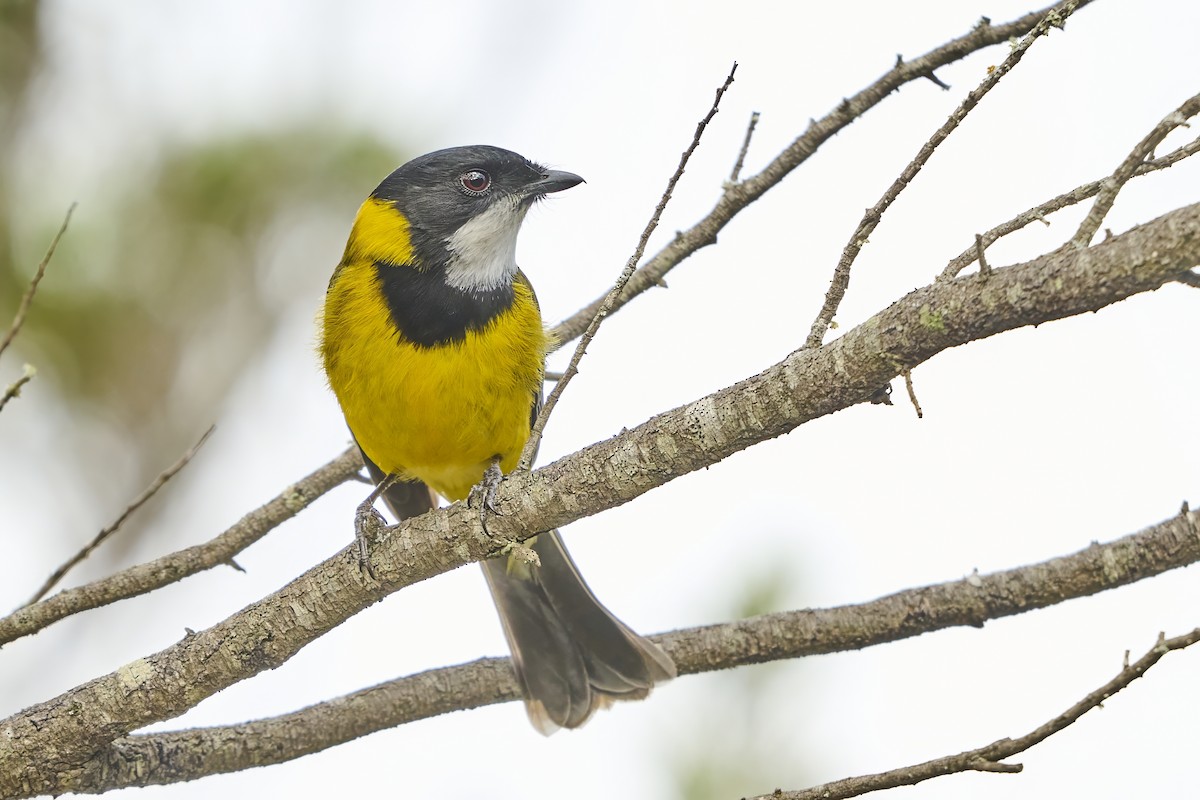 Golden Whistler - ML642491804