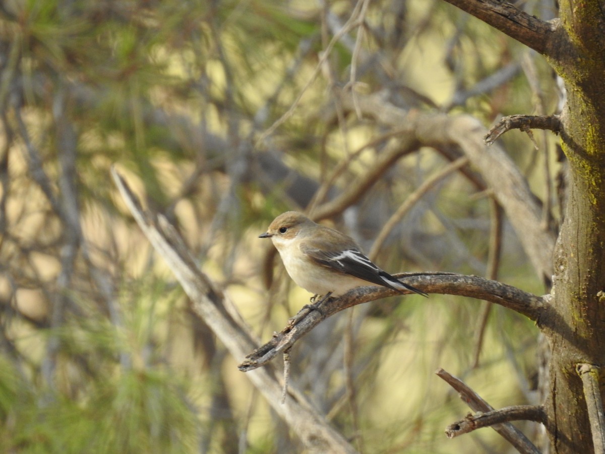 Алаг намнаа - ML642491809