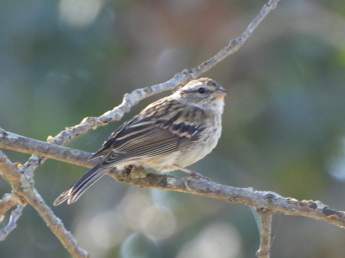 Chipping Sparrow - ML642491819
