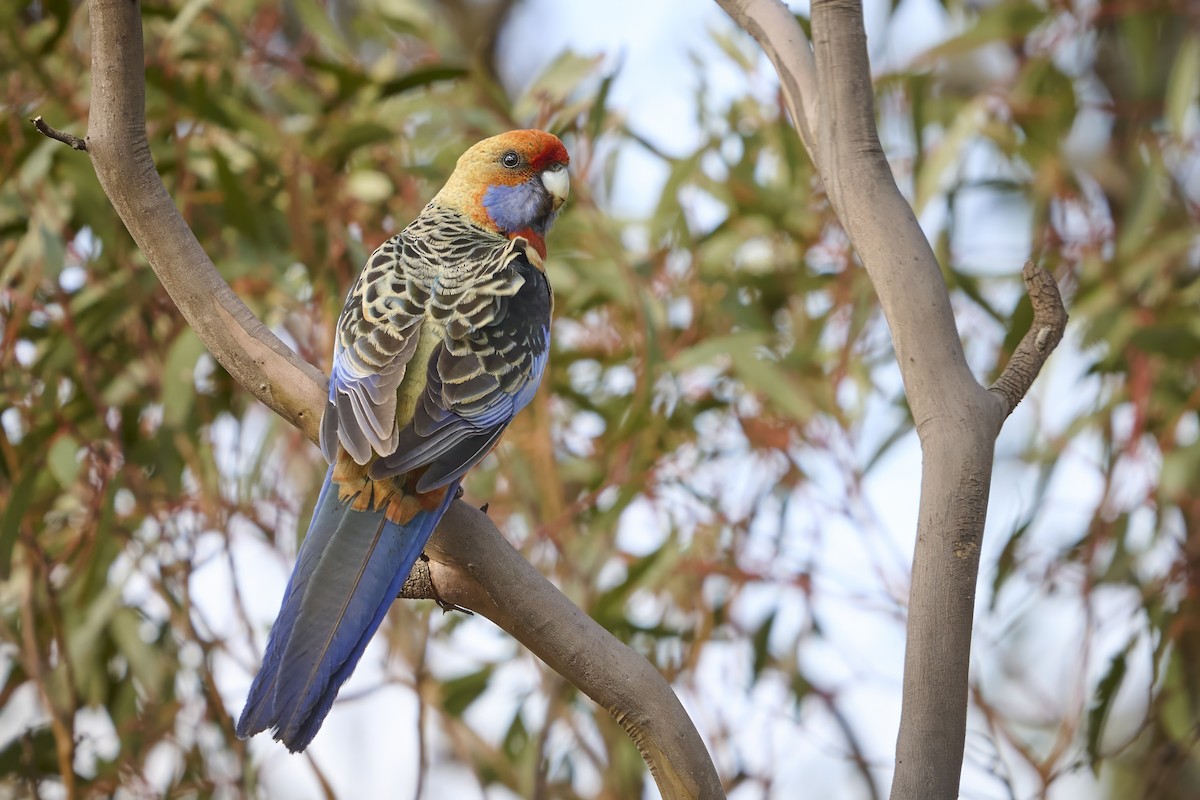 Crimson Rosella (Adelaide) - ML642491821