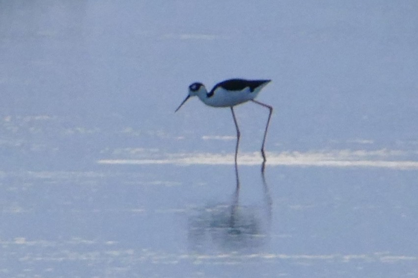 Black-necked Stilt - ML642491832