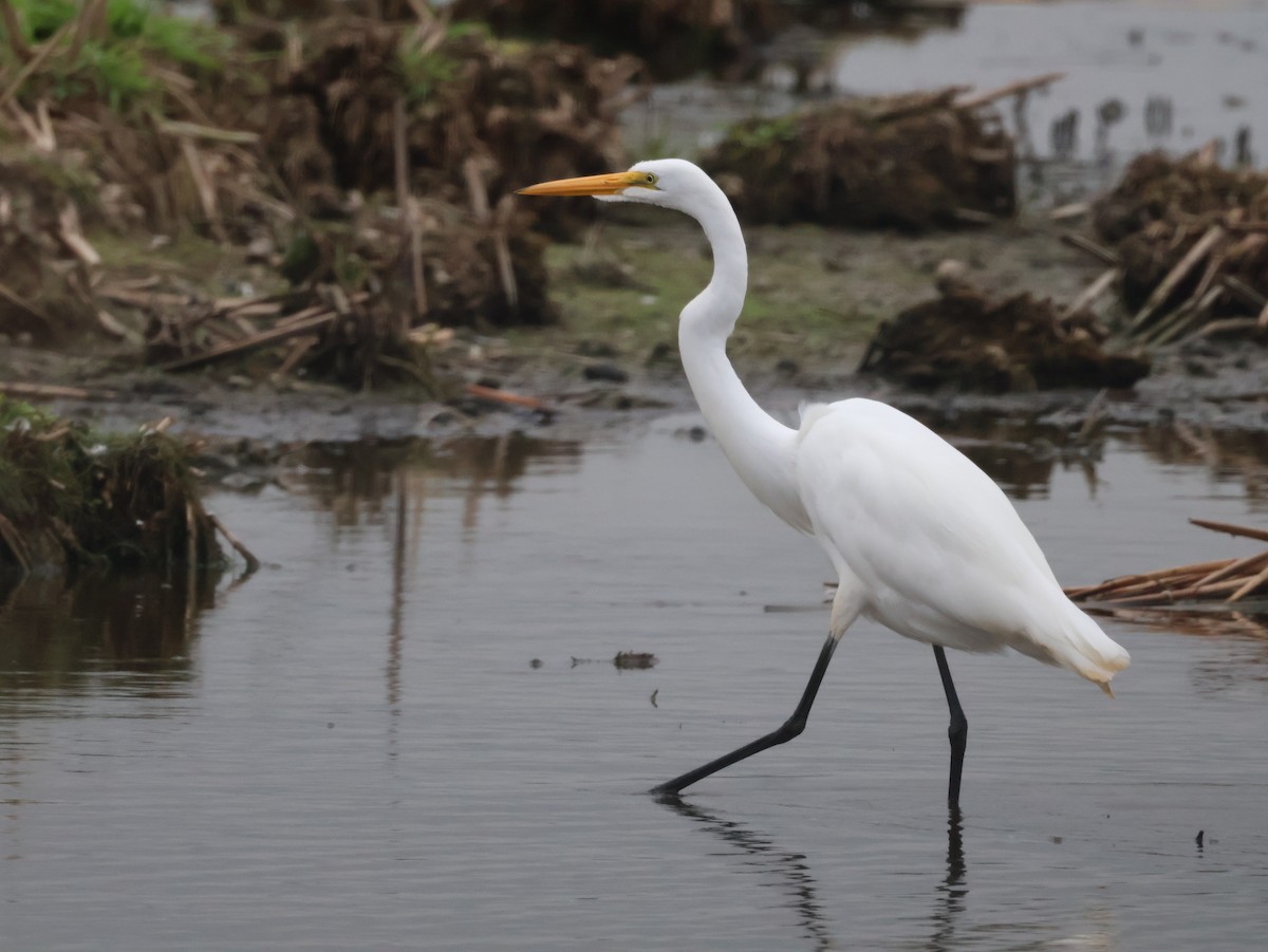 volavka bílá - ML642491840