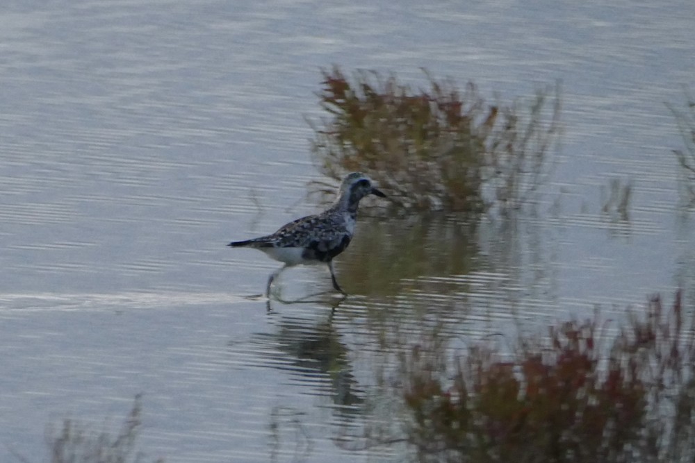 Black-bellied Plover - ML642491841