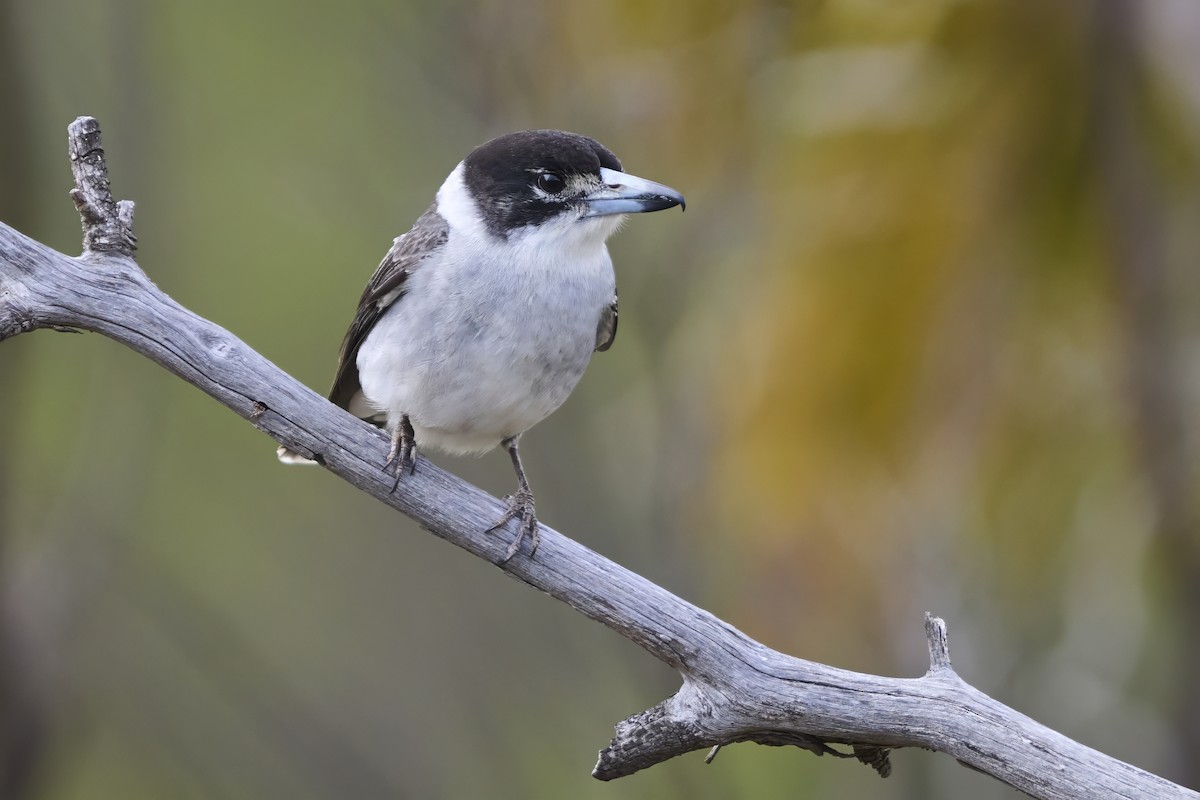 Gray Butcherbird - ML642491847