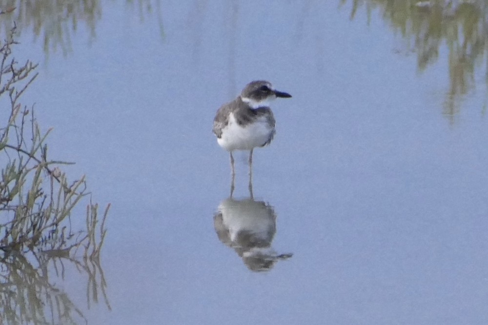 Wilson's Plover - ML642491852