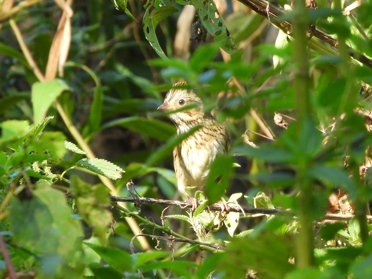 Lincoln's Sparrow - ML642491854