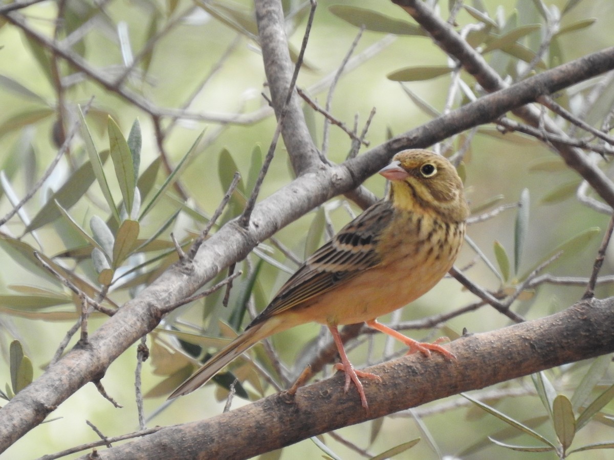 Алаг хөмрөг - ML642491858