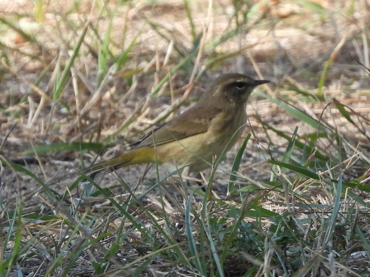 Palm Warbler - ML642491872