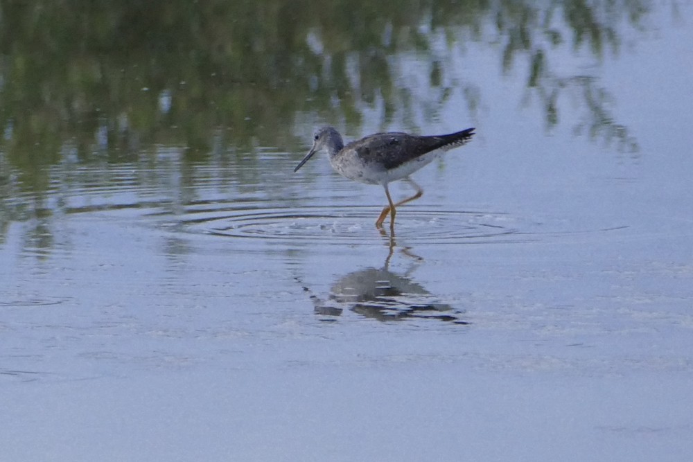 Greater Yellowlegs - ML642491879