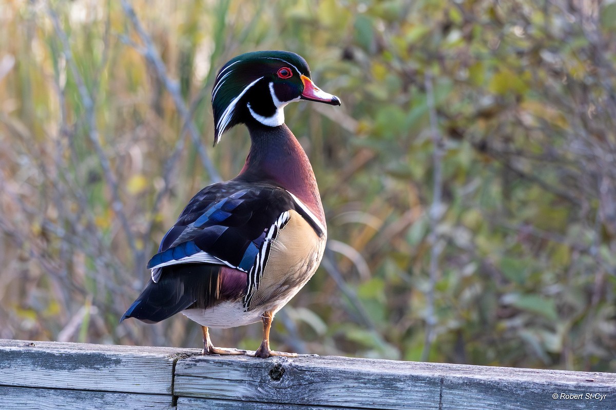 Wood Duck - ML642491886