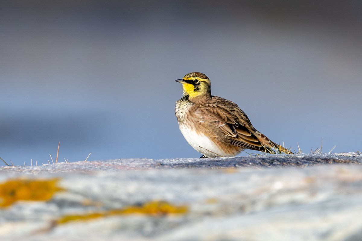 Horned Lark - ML642491888