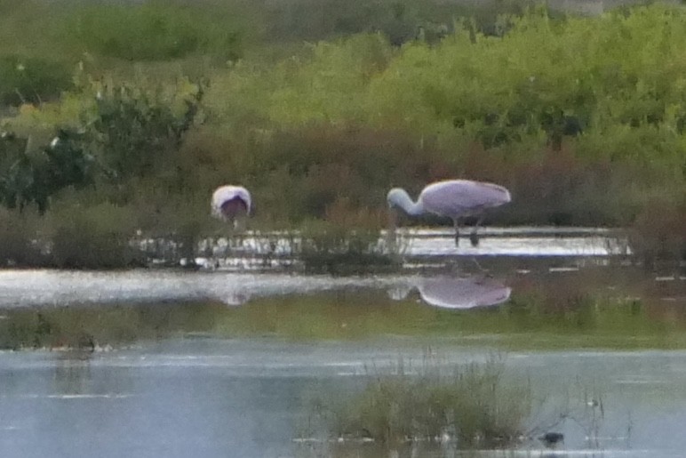 Roseate Spoonbill - ML642491891