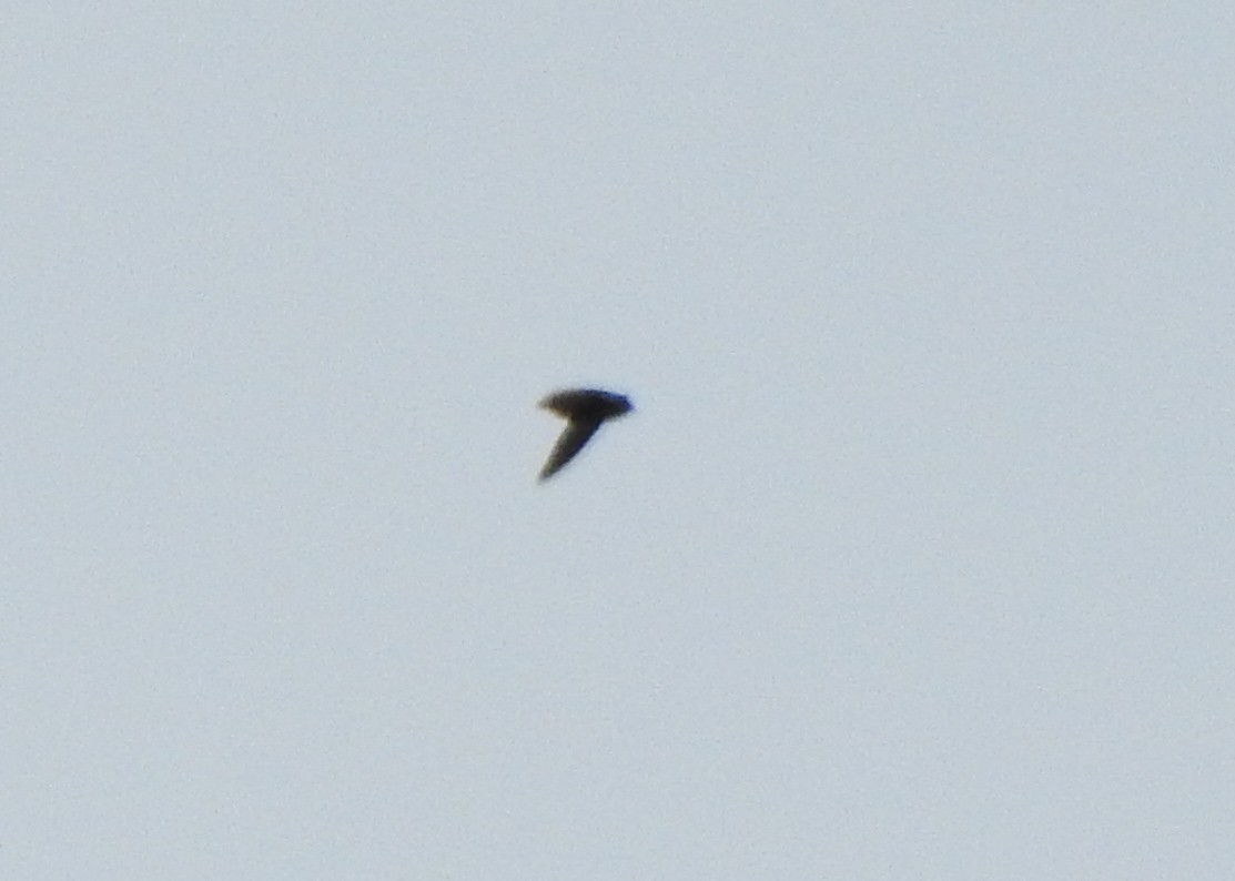Sick's Swift - ML642491901