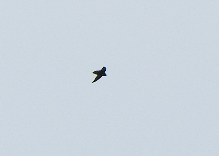 Sick's Swift - ML642491902