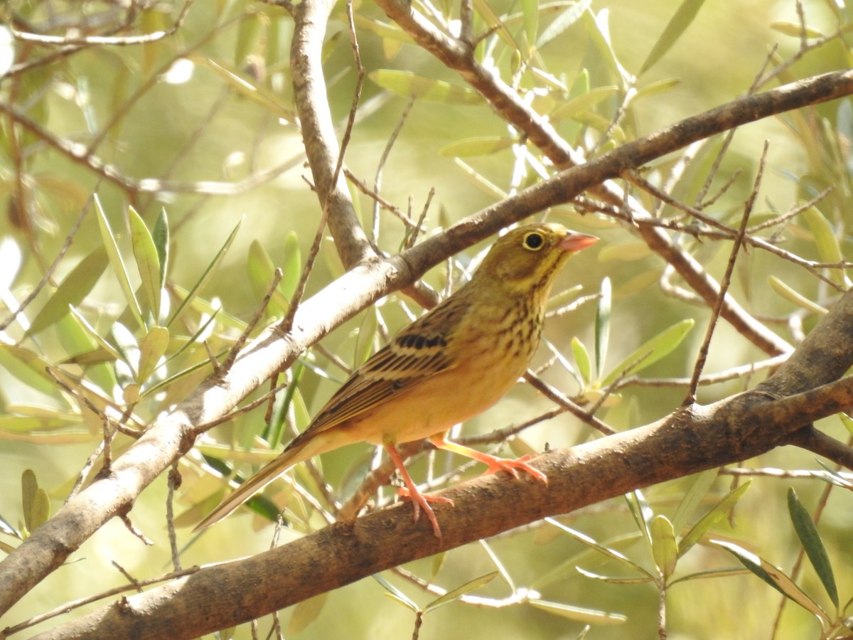 Алаг хөмрөг - ML642491906