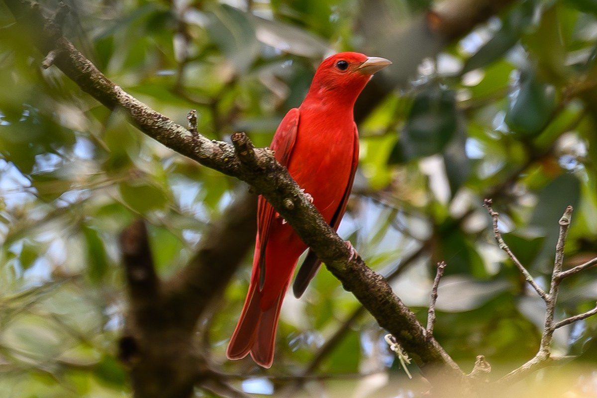 Summer Tanager - ML642491919