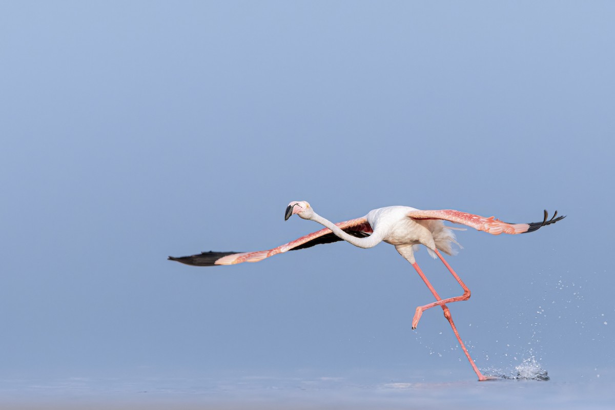 rosenflamingo - ML642491926