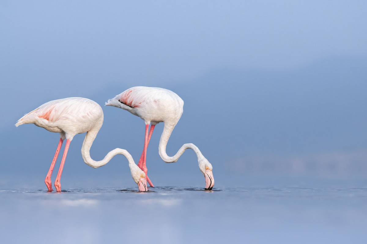 rosenflamingo - ML642491927