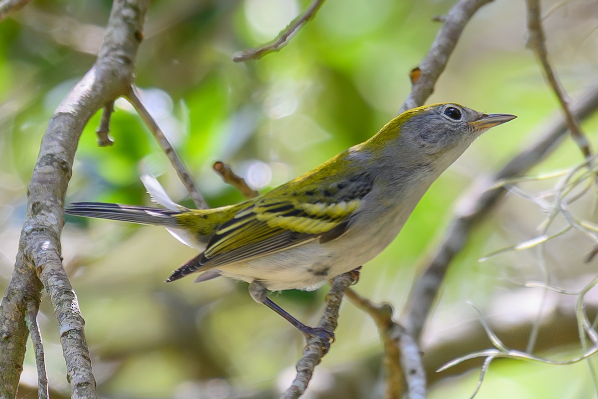 Chestnut-sided Warbler - ML642491928