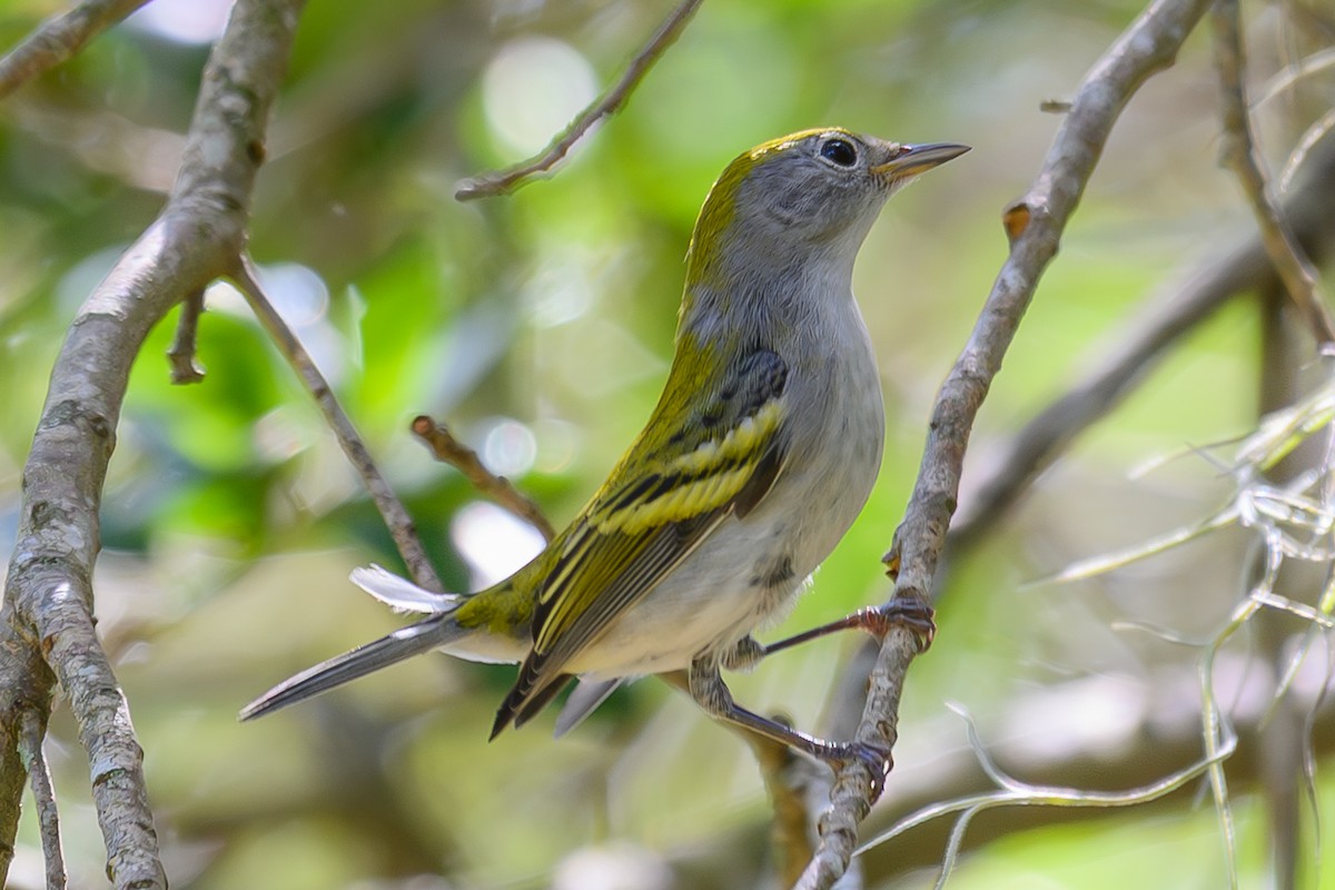 Chestnut-sided Warbler - ML642491929