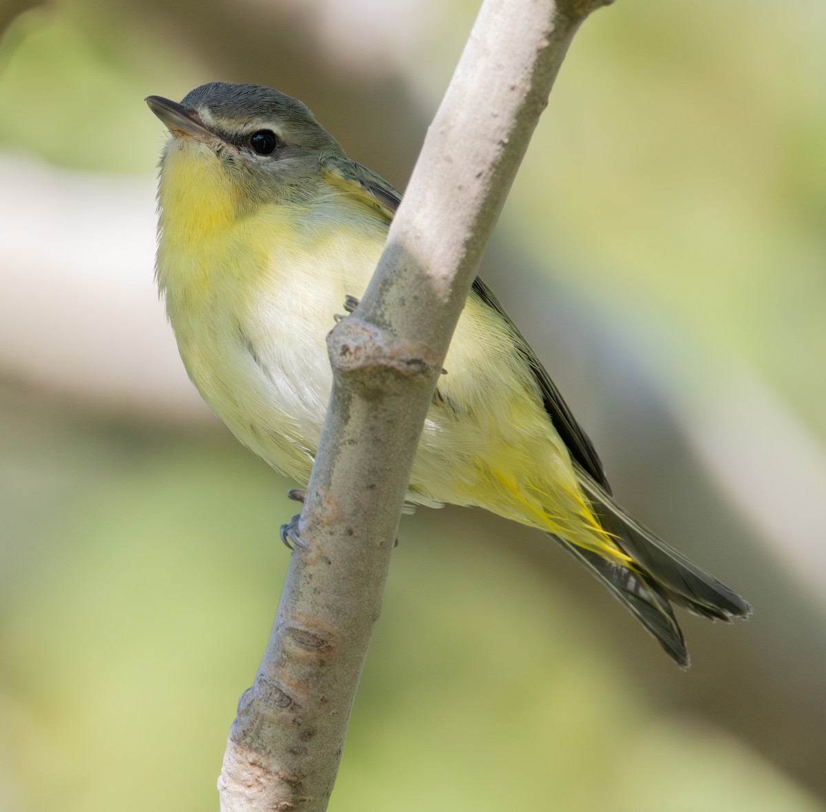 Philadelphia Vireo - ML642491930
