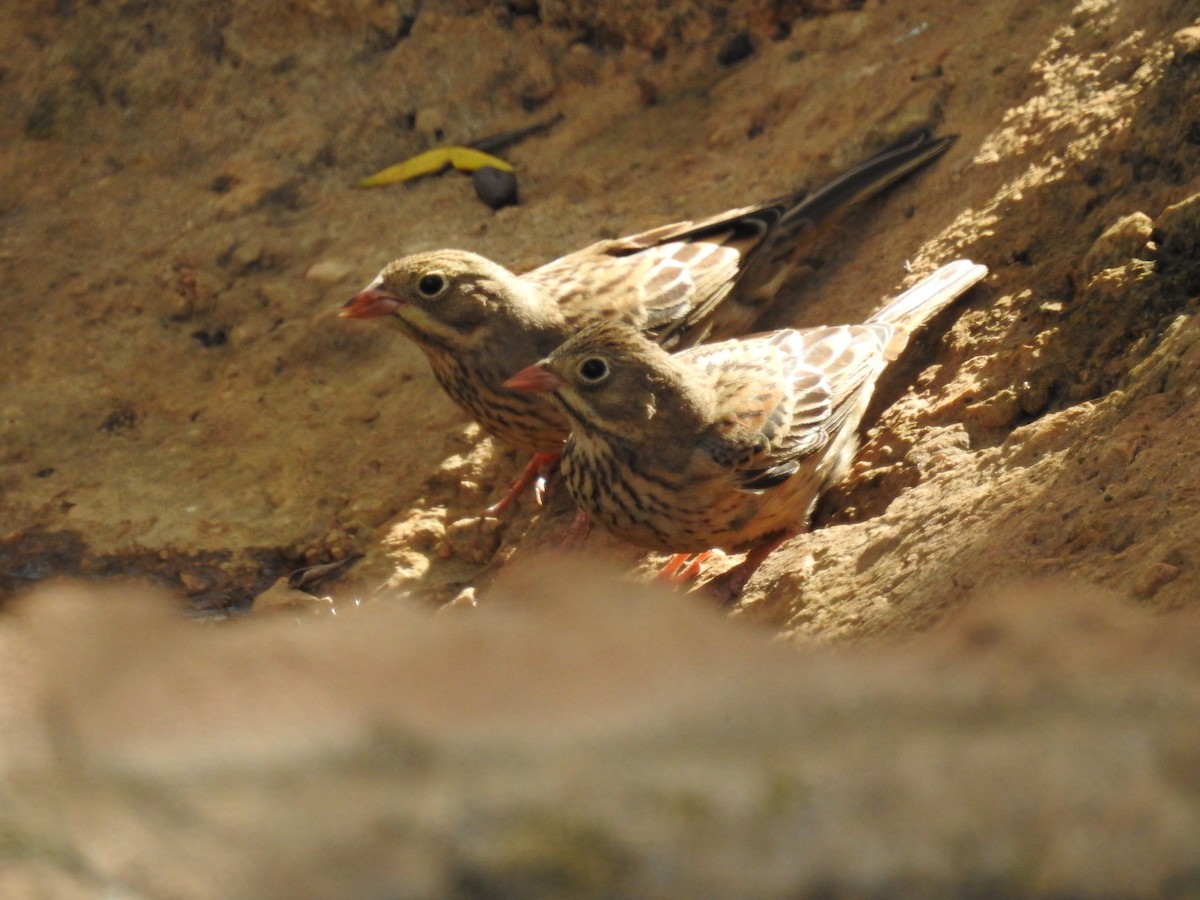 Алаг хөмрөг - ML642491931