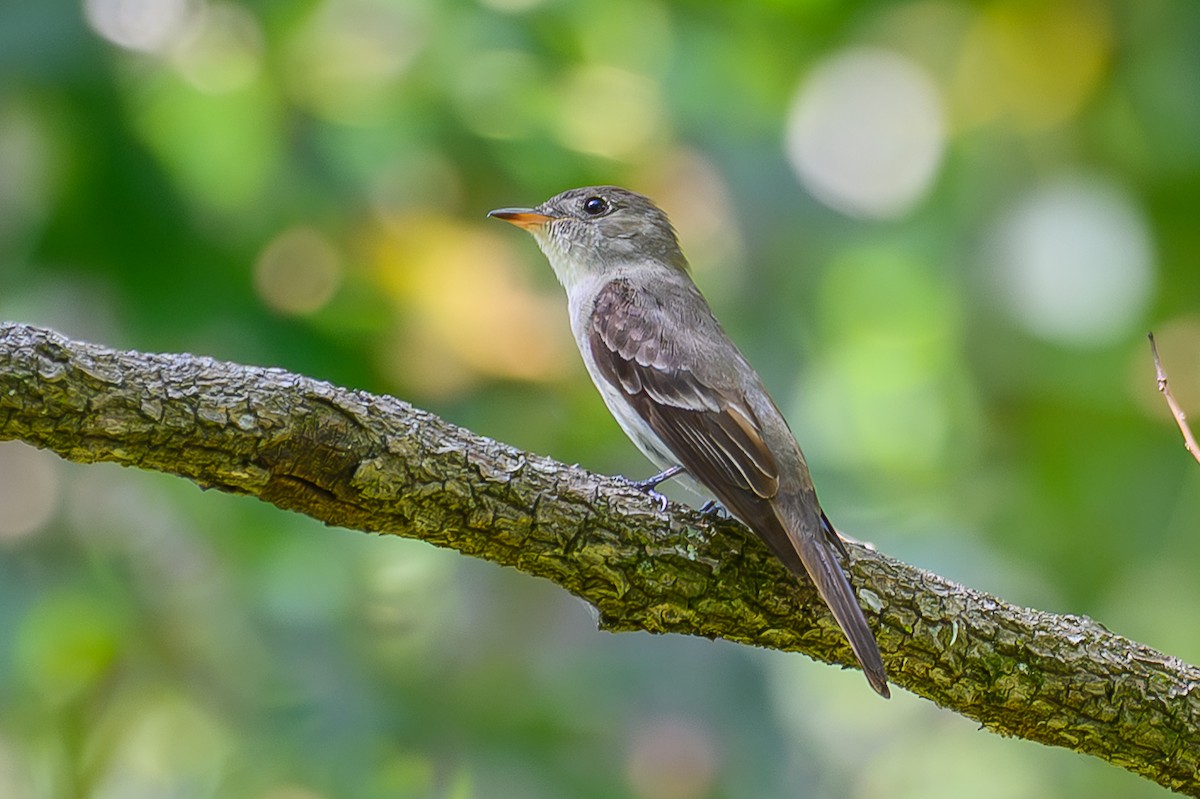Eastern Wood-Pewee - ML642491937