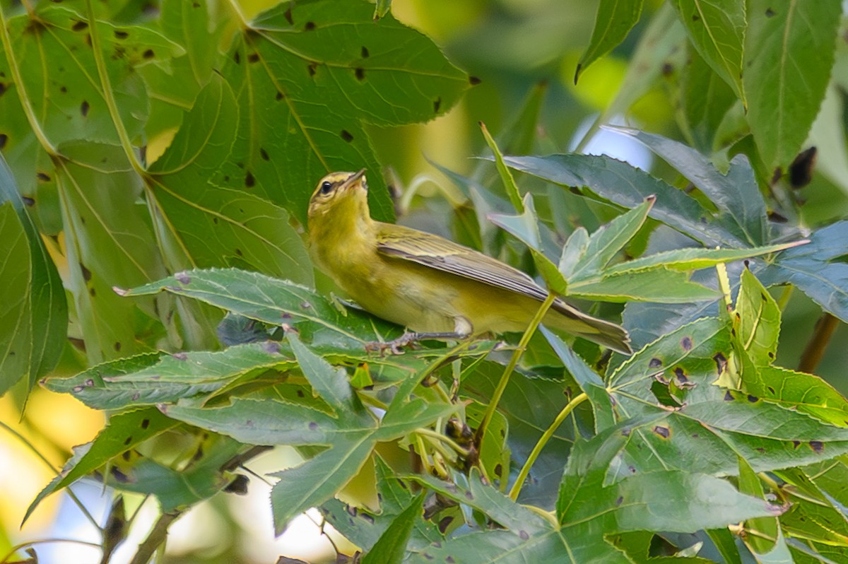 Tennessee Warbler - ML642491944