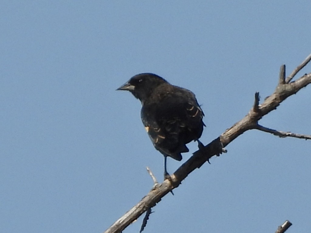 Red-winged Blackbird - ML642491946