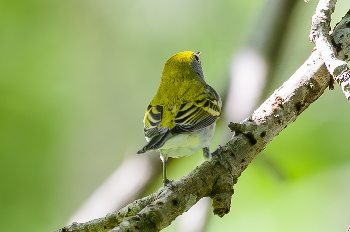 Chestnut-sided Warbler - ML642491947