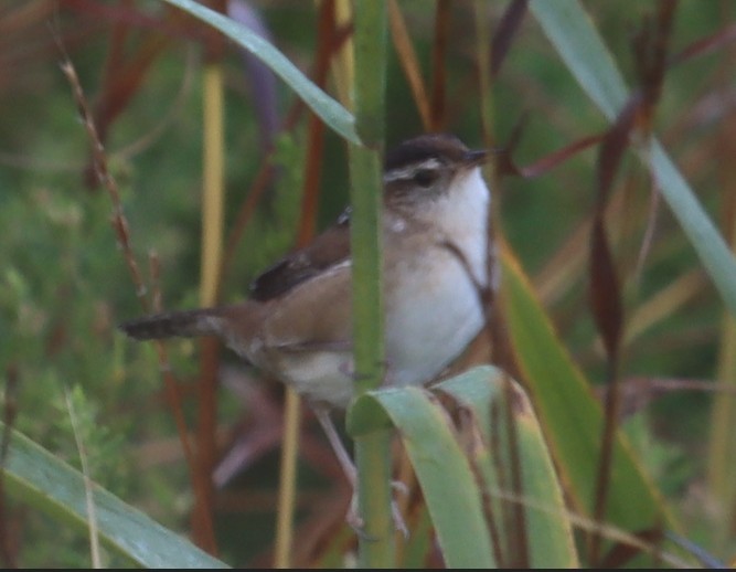 Marsh Wren - ML642491958