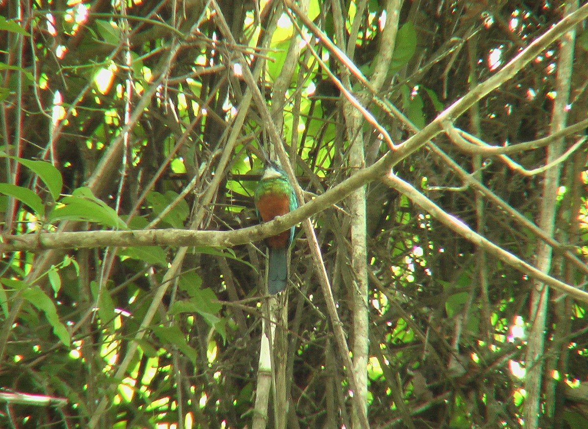 Green-tailed Jacamar - ML642491959
