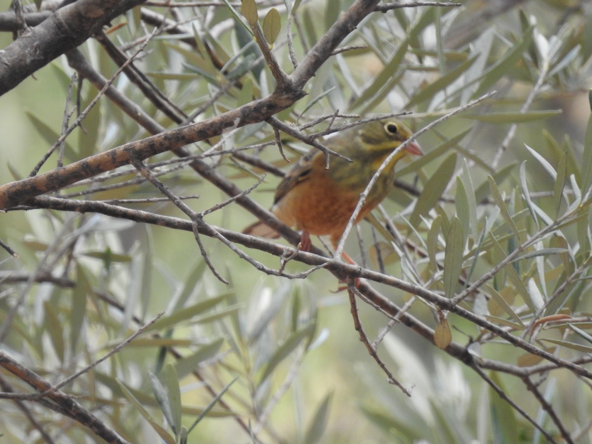 Алаг хөмрөг - ML642491971