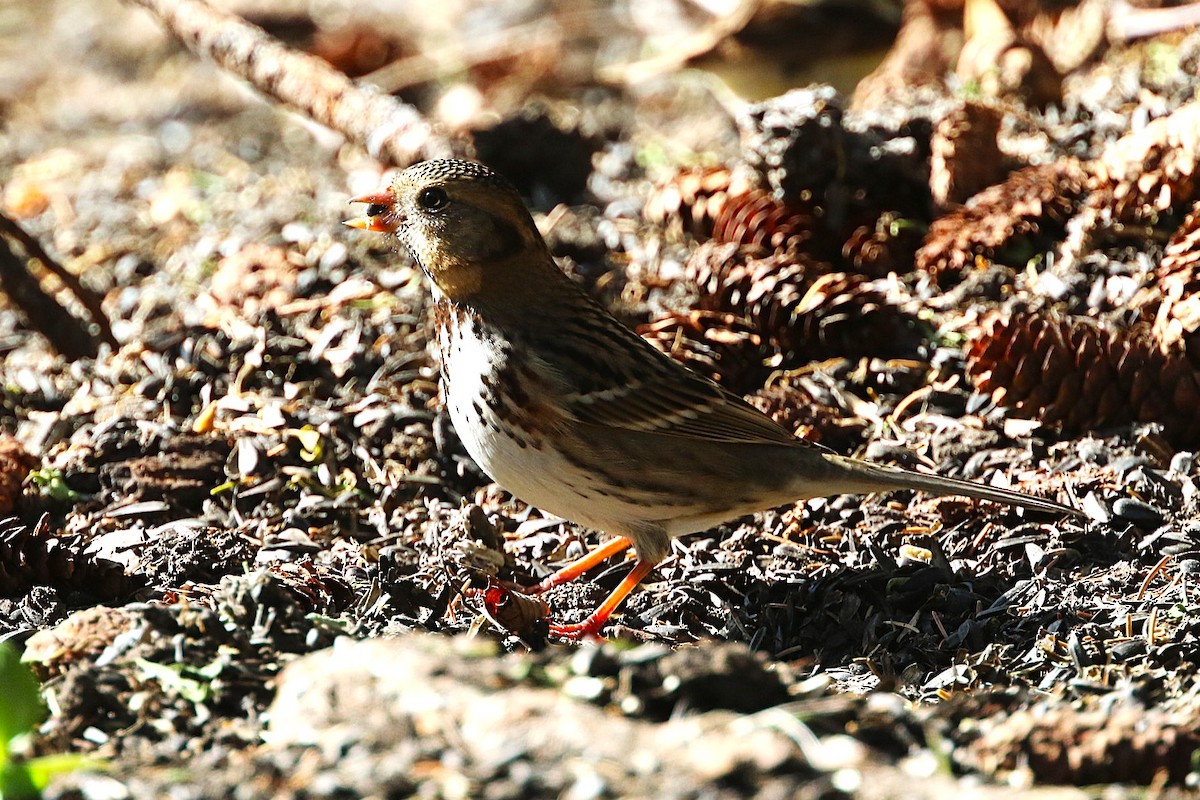 Harris's Sparrow - ML642491974