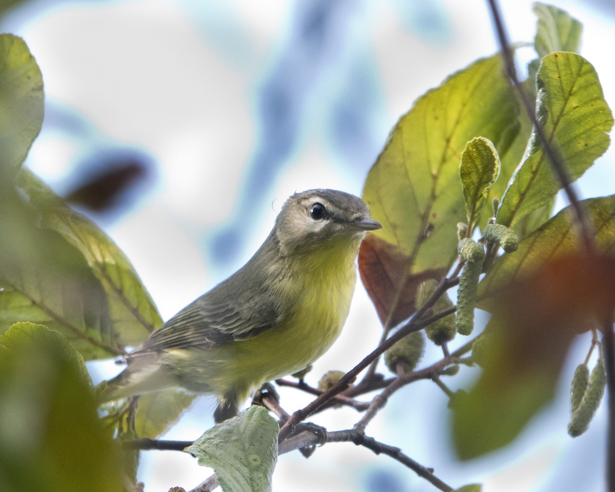 Philadelphia Vireo - ML642491980