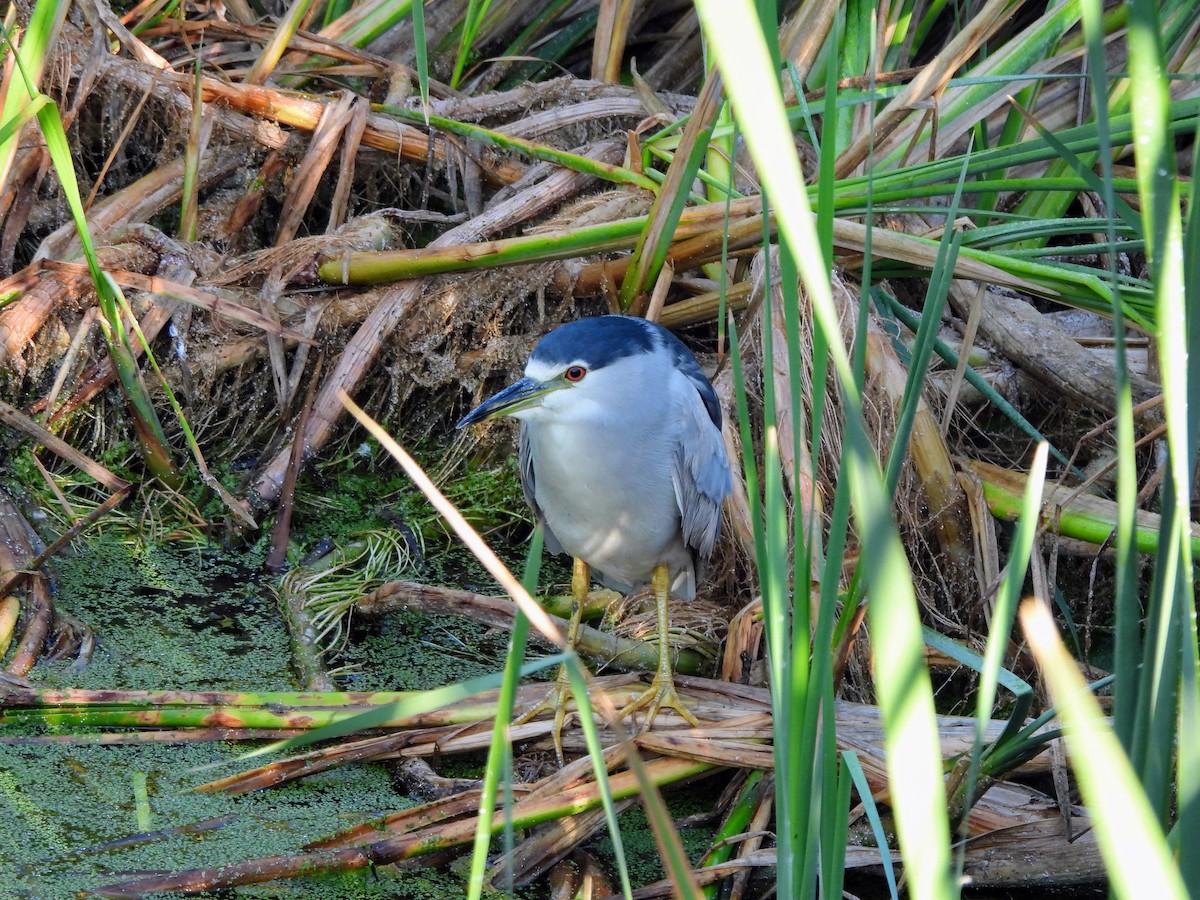 Black-crowned Night Heron - ML642491982