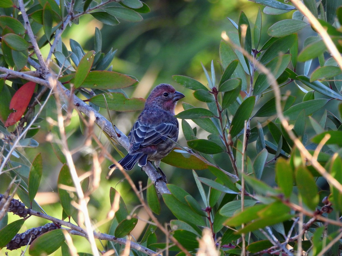 House Finch - ML642492003