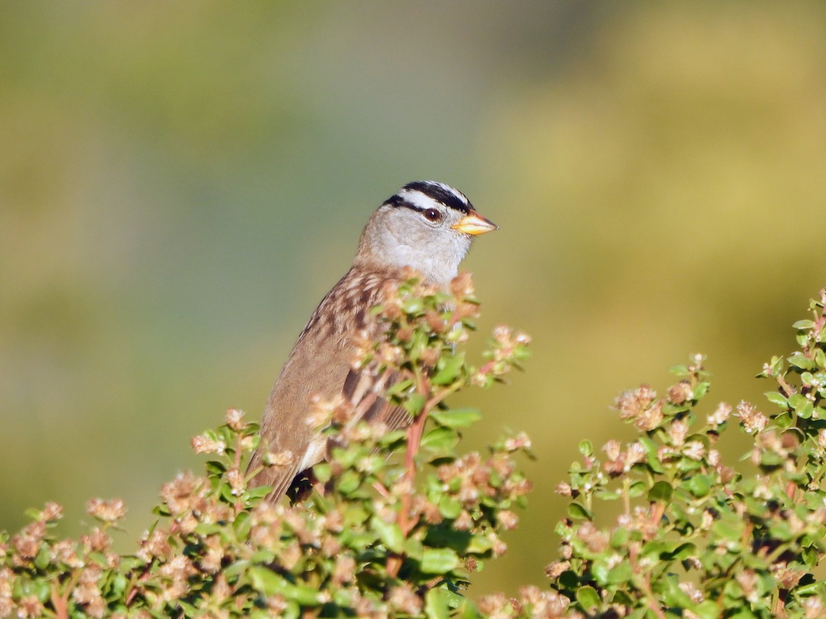 White-crowned Sparrow - ML642492011