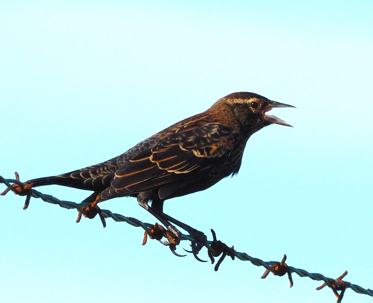 Red-winged Blackbird - ML642492020