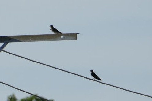 Purple/Cuban Martin - ML642492028