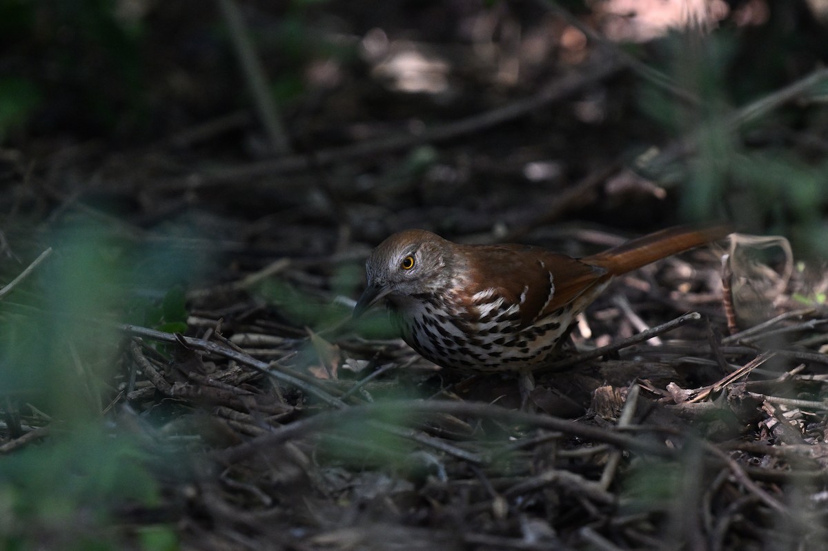 Brown Thrasher - ML642492030