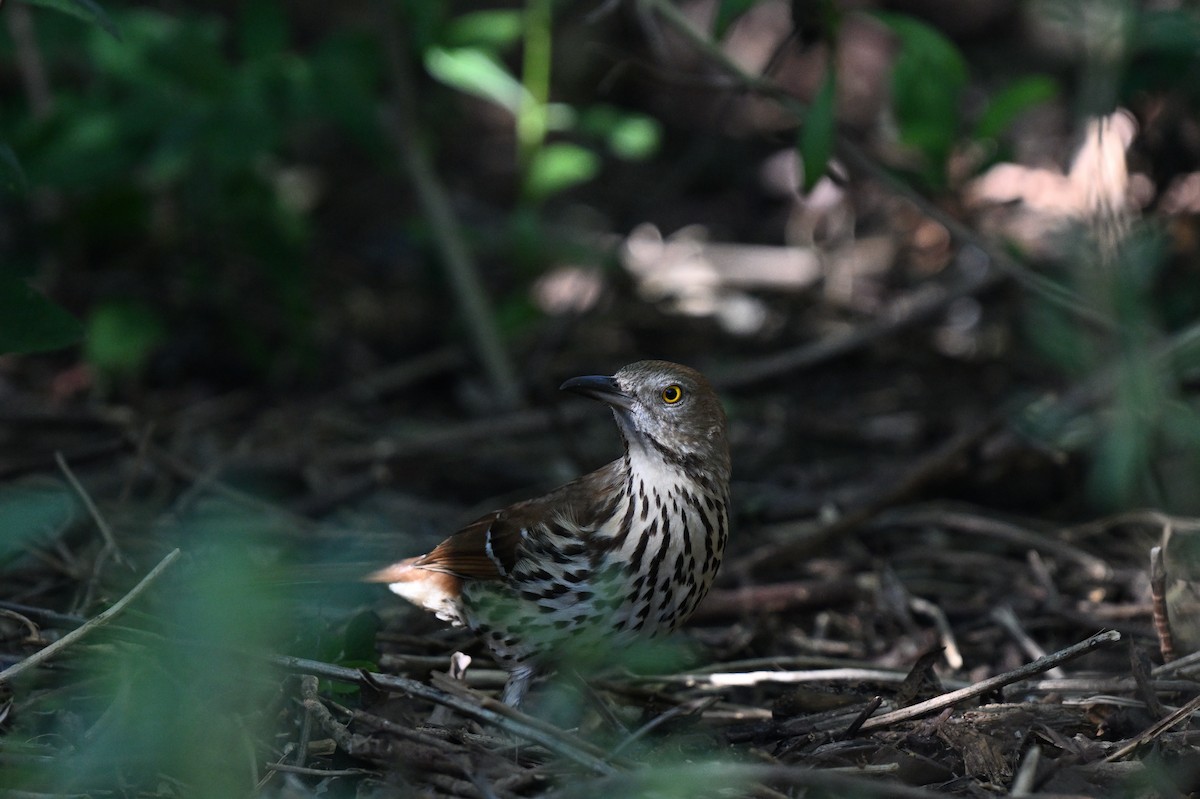Brown Thrasher - ML642492032
