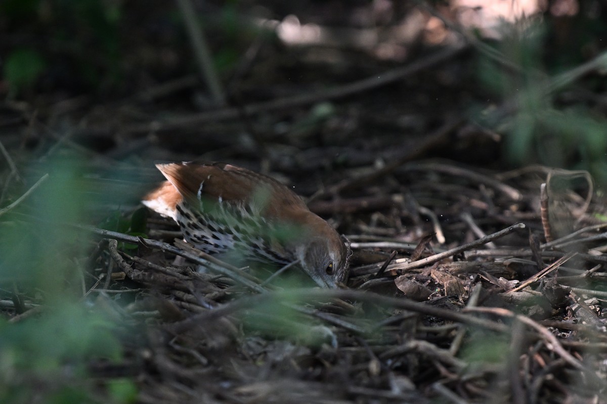 Brown Thrasher - ML642492033