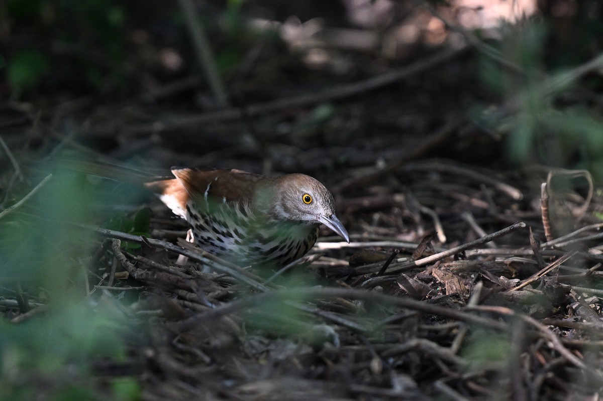 Brown Thrasher - ML642492034