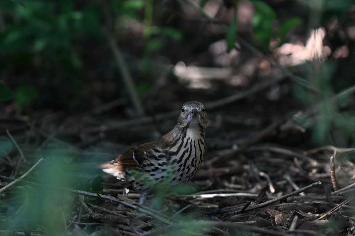 Brown Thrasher - ML642492035