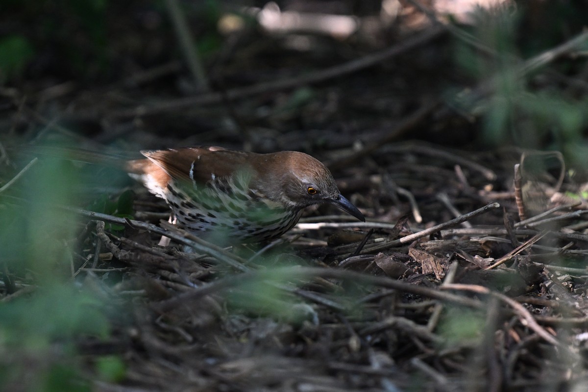 Brown Thrasher - ML642492036