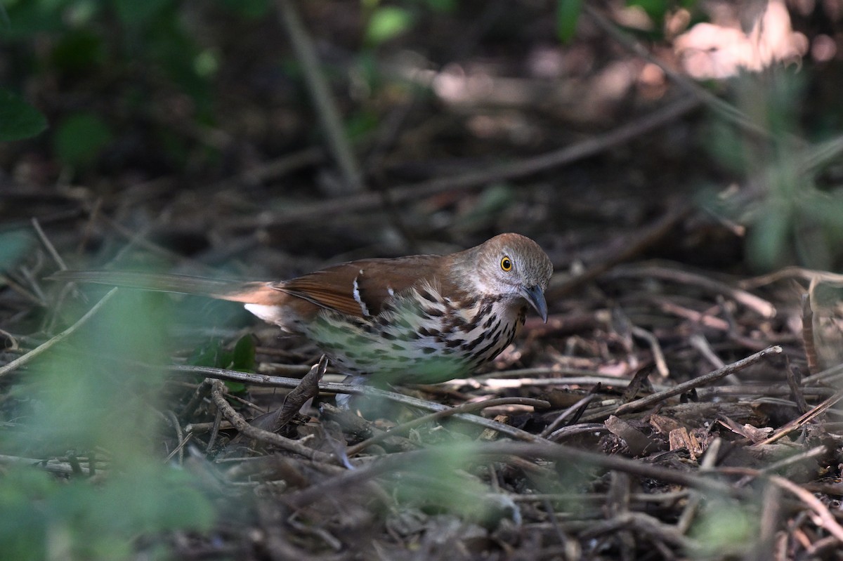 Brown Thrasher - ML642492037