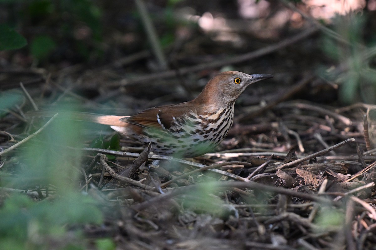 Brown Thrasher - ML642492038