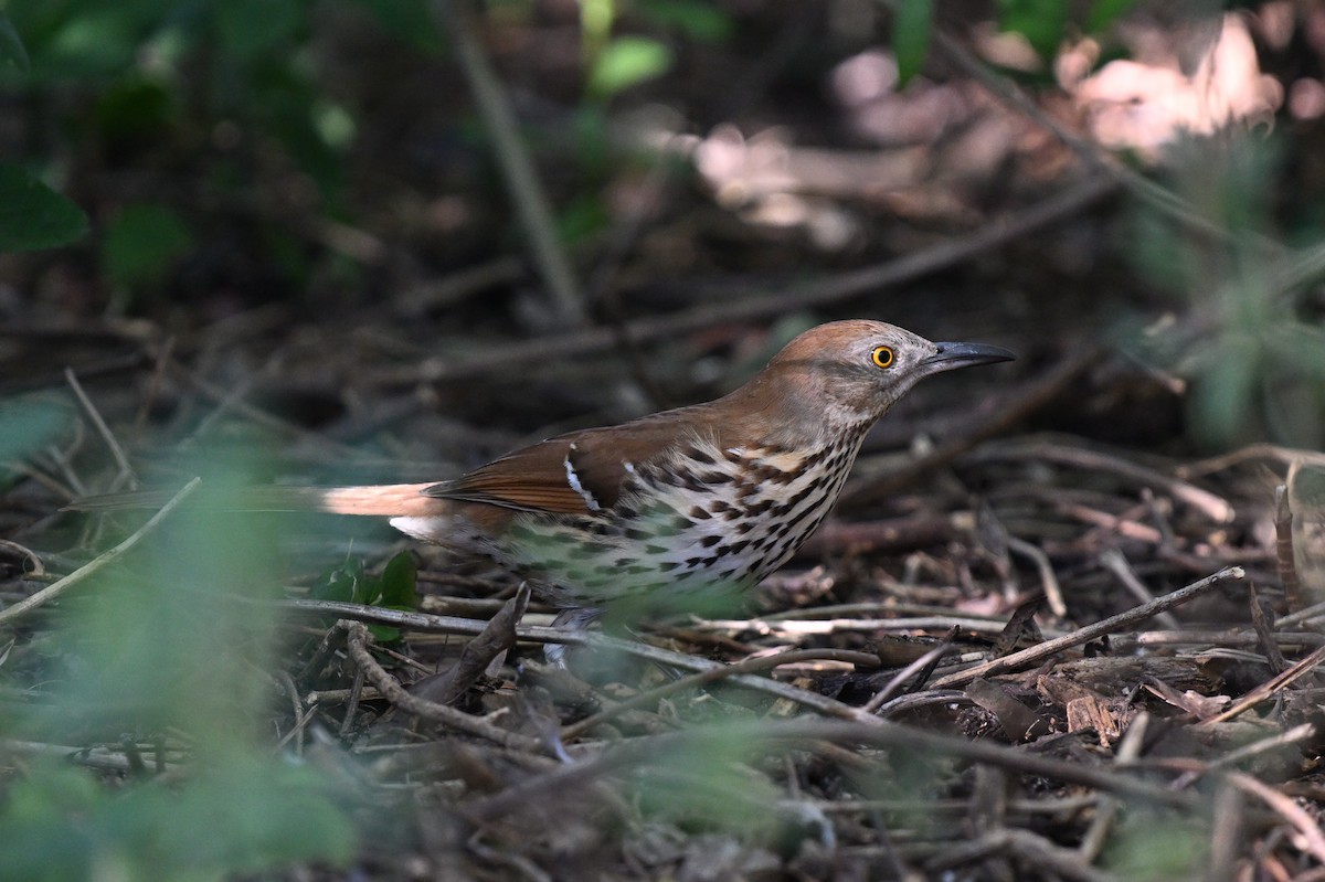 Brown Thrasher - ML642492039